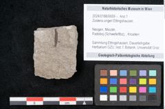 Foto (Objekt + Etikett) von Zostera ungeri Ettingshausen (NHMW-GEO-2024-0188-6659)